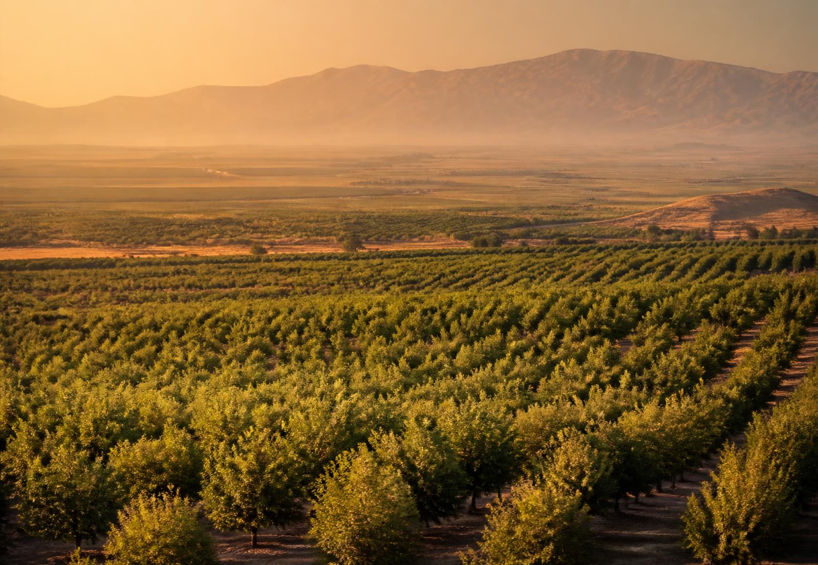 Almond orchards and Sierra foothills in California's Central Valley near Fresno